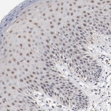 Anti-ERICH1 antibody produced in rabbit Prestige Antibodies&#174; Powered by Atlas Antibodies, affinity isolated antibody, buffered aqueous glycerol solution