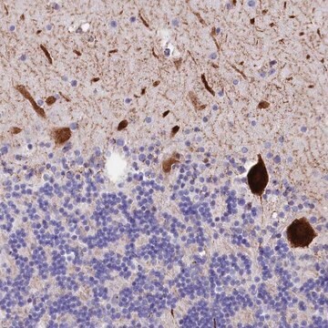 Anti-RPUSD3 antibody produced in rabbit Prestige Antibodies&#174; Powered by Atlas Antibodies, affinity isolated antibody, buffered aqueous glycerol solution