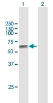 Anti-TPBG antibody produced in mouse purified immunoglobulin, buffered aqueous solution