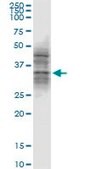 Monoclonal Anti-ATG3, (N-terminal) antibody produced in mouse clone 1G3, purified immunoglobulin, buffered aqueous solution