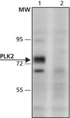 Anti-PLK2 (376-390) antibody produced in rabbit IgG fraction of antiserum, buffered aqueous solution