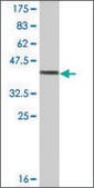 Monoclonal Anti-PPP1R1C antibody produced in mouse clone 2G7, ascites fluid