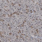 Anti-FAM219A antibody produced in rabbit Prestige Antibodies® Powered by Atlas Antibodies, affinity isolated antibody, buffered aqueous glycerol solution