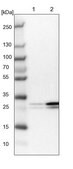 Anti-EIF4H antibody produced in rabbit Prestige Antibodies&#174; Powered by Atlas Antibodies, affinity isolated antibody, buffered aqueous glycerol solution