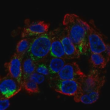 Anti-Cideb Antibody Produced In Rabbit Prestige Antibodies&#174; Powered by Atlas Antibodies, affinity isolated antibody, buffered aqueous glycerol solution