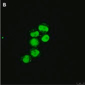 Anti-C-EBP alpha Antibody, clone 2E17, ZooMAb&#174; Rabbit Monoclonal recombinant, expressed in HEK 293 cells