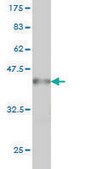 Monoclonal Anti-POGK antibody produced in mouse clone 1A9, purified immunoglobulin, buffered aqueous solution