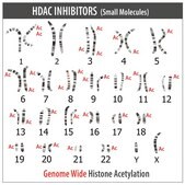 Sigma CRISPR dCas9-p300 Activator 表达质粒