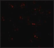 Anti-MPYS antibody produced in rabbit affinity isolated antibody, buffered aqueous solution