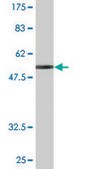 Monoclonal Anti-HLA-DQB2 antibody produced in mouse clone 4C3, purified immunoglobulin, buffered aqueous solution