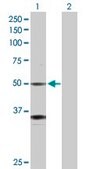 Anti-GATA2 antibody produced in rabbit purified immunoglobulin, buffered aqueous solution