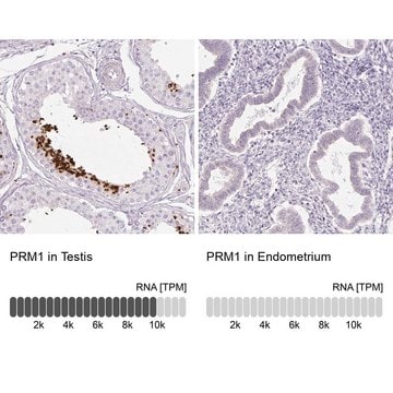 Anti-PRM1 antibody produced in rabbit Prestige Antibodies&#174; Powered by Atlas Antibodies, affinity isolated antibody, buffered aqueous glycerol solution