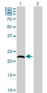Anti-AMELX antibody produced in mouse purified immunoglobulin, buffered aqueous solution