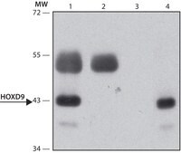 Anti-HOXD9 antibody produced in rabbit ~1.0 mg/mL, affinity isolated antibody