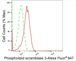 KD-Validated Anti Phospholipid Scramblase 3 Antibody, clone 24GB1345, Rabbit Monoclonal clone 24GB1345, recombinant rabbit monoclonal, expressed in HEK293 cells