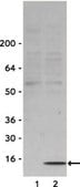Anti-phospho-H2A.X (Ser139) Antibody Upstate&#174;, from rabbit