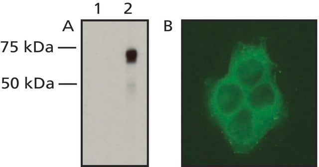 Anti-Raf-1/c-Raf antibody, Mouse monoclonal clone RNP1, purified from hybridoma cell culture