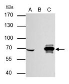 Monoclonal Anti-Cre recombinase antibody produced in mouse clone GT10212, affinity isolated antibody