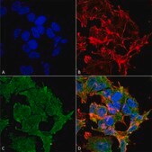 Monoclonal Anti-SHANK2 antibody produced in mouse clone S23B-6, 1 mg/mL, purified immunoglobulin