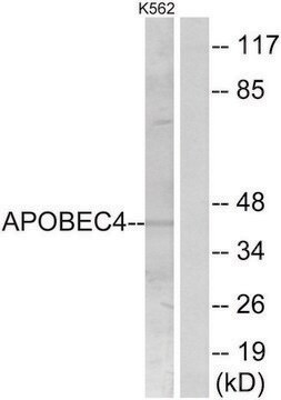 Anti-APOBEC4 antibody produced in rabbit affinity isolated antibody