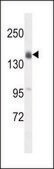 ANTI-OTOA (N-TERM) antibody produced in rabbit IgG fraction of antiserum, buffered aqueous solution