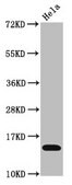 Anti-acetyl-Histone H3.1 (K4) antibody, clone 4H6, Rabbit Monoclonal recombinant, expressed in HEK293F cells