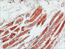 Anti-UCP-3 antibody produced in rabbit affinity isolated antibody, buffered aqueous solution