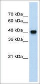 抗-BMP7 兔抗 IgG fraction of antiserum