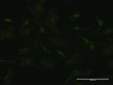 Monoclonal Anti-GCHFR antibody produced in mouse clone 4G6, purified immunoglobulin, buffered aqueous solution