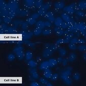 ROS1 Analyte Control Cell line controls for immunohistochemistry and in situ hybridization