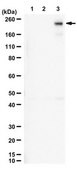 Anti-phospho-LRP-6 (Thr1479) from rabbit