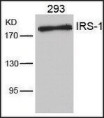 Anti-IRS1 (Ab-636) antibody produced in rabbit affinity isolated antibody