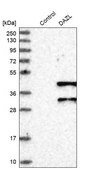 Anti-DAZL antibody produced in rabbit Prestige Antibodies&#174; Powered by Atlas Antibodies, affinity isolated antibody, buffered aqueous glycerol solution, Ab1