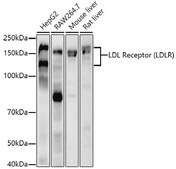 Anti-LDL Receptor (LDLR) Antibody, clone 10K4L8, Rabbit Monoclonal