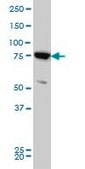 Monoclonal Anti-MFN2 antibody produced in mouse clone 4H8, purified immunoglobulin, buffered aqueous solution