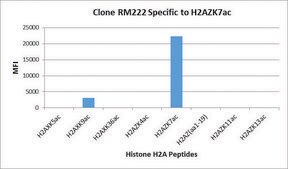 Anti-Acetyl-Histone H2A.Z (Lys7) antibody, Rabbit monoclonal recombinant, expressed in HEK 293 cells, clone RM222, purified immunoglobulin