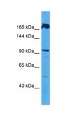 Anti-GOLGB1 antibody produced in rabbit affinity isolated antibody