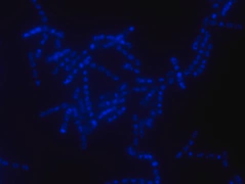 Alphaproteobacteria FISH probe-Cy3 Probe for fluorescence in situ hybridization (FISH), 20&#160;&#956;M in water