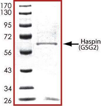 GSG2 (470-end), active, GST tagged human PRECISIO&#174; Kinase, recombinant, expressed in baculovirus infected Sf9 cells, &#8805;70% (SDS-PAGE), buffered aqueous glycerol solution