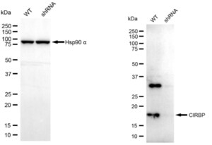 KD-Validated Anti CIRBP Antibody, clone 23GB7980, Rabbit Monoclonal clone 23GB7980, recombinant rabbit monoclonal, expressed in HEK293 cells