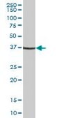 Anti-FOSB antibody produced in mouse purified immunoglobulin, buffered aqueous solution