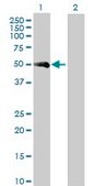 Anti-F7 antibody produced in rabbit purified immunoglobulin, buffered aqueous solution