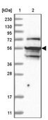 Anti-NAF1 antibody produced in rabbit Prestige Antibodies&#174; Powered by Atlas Antibodies, affinity isolated antibody, buffered aqueous glycerol solution