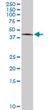Monoclonal Anti-PITPNB, (C-terminal) antibody produced in mouse clone 3D3, purified immunoglobulin, buffered aqueous solution