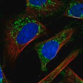 Anti-IMMP2L antibody produced in rabbit Prestige Antibodies&#174; Powered by Atlas Antibodies, affinity isolated antibody, buffered aqueous glycerol solution