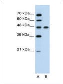Anti-HSPBAP1 antibody produced in rabbit affinity isolated antibody