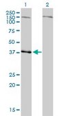 Monoclonal Anti-NDN antibody produced in mouse clone 1B3, purified immunoglobulin, buffered aqueous solution