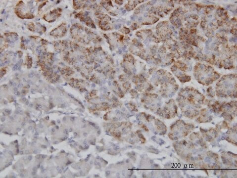 Monoclonal Anti-TRIM36 antibody produced in mouse clone 2D11, purified immunoglobulin, buffered aqueous solution