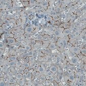 Monoclonal Anti-OCLN antibody produced in mouse Prestige Antibodies&#174; Powered by Atlas Antibodies, clone CL1608, purified immunoglobulin, buffered aqueous glycerol solution