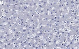 Anti-CD166/ALCAM Antibody, clone 1C2 ZooMAb&#174; Rabbit Monoclonal recombinant, expressed in HEK 293 cells